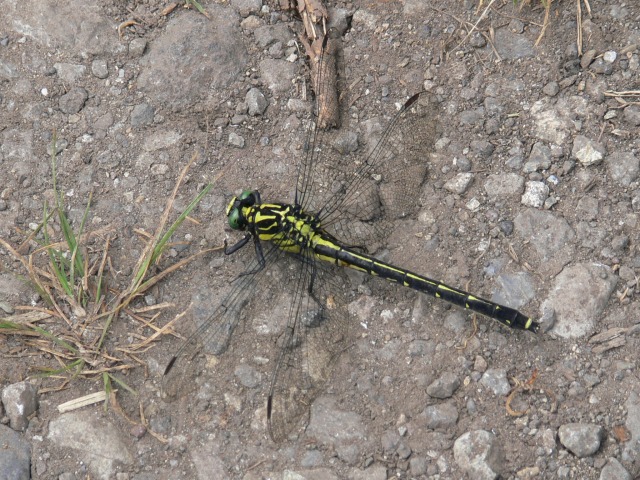 d0094165_944260.jpg