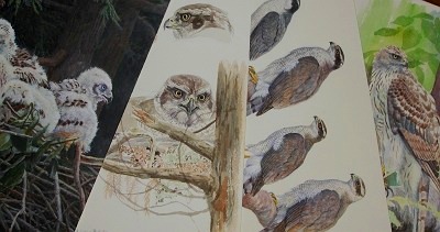 オオタカ観察記に使われるイラストなど オオタカ観察記 Special Blog