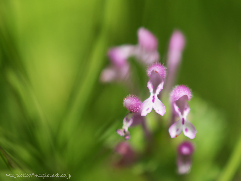 それは良く見かける草花_e0097970_19561985.jpg