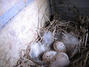本物?_b0016474_2127742.jpg