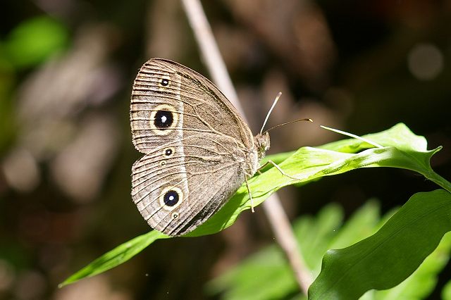e0070891_21261442.jpg