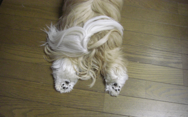 e0050801_327372.gif