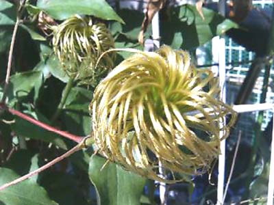 テッセンの花からは想像できない テッセンの種 陶陶花花慢慢的 2