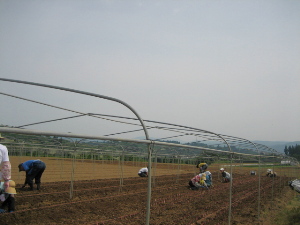 球根植込み_f0067514_20291815.jpg