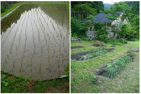 朝の田んぼ　　朽木小川・気象台より---朽木・針畑川・田んぼや県道情報を・_c0044819_7343026.jpg