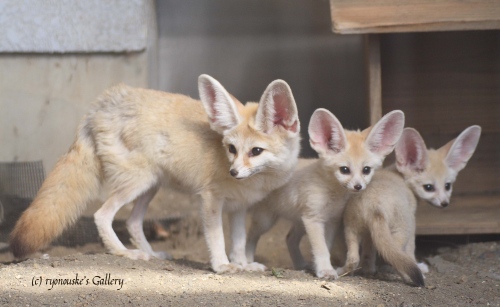 フェネックの赤ちゃん Ryonouske S Animal Gallery フェネックの赤ちゃん Ryonouske S Animal Gallery