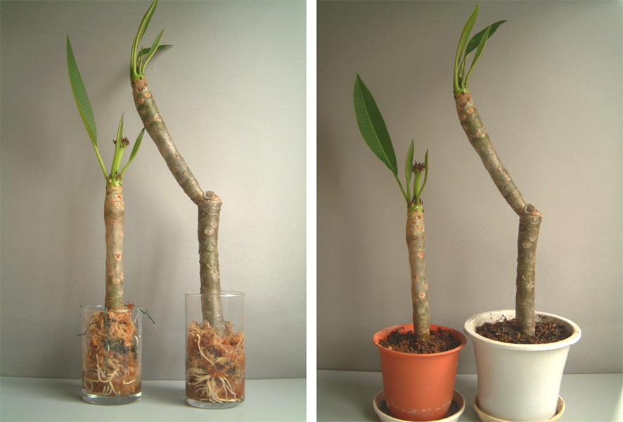 忘れていた枝 その後 3 Plumeria Blogプルメリアブログ Y S Scape Annex 忘れていた枝 その後 3 Plumeria Blogプルメリアブログ Y S Scape Annex