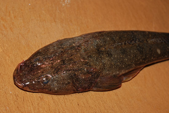 鯒 コチの捌き方 魚を捌いて大焦り 失敗は成功のもと 魚屋三代目日記