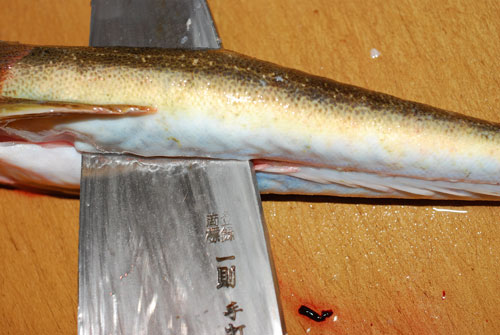 鯒 コチの捌き方 魚を捌いて大焦り 失敗は成功のもと 魚屋三代目日記