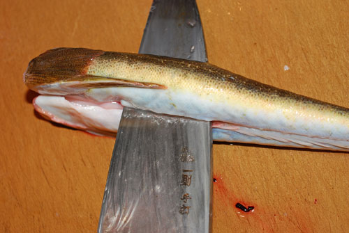 鯒 コチの捌き方 魚を捌いて大焦り 失敗は成功のもと 魚屋三代目日記