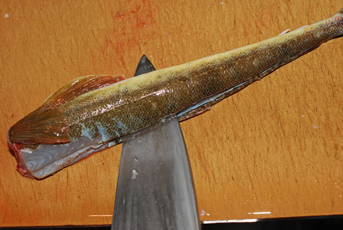 鯒 コチの捌き方 魚を捌いて大焦り 失敗は成功のもと 魚屋三代目日記 鯒 コチの捌き方 魚を捌いて大焦り 失敗は成功のもと 魚屋三代目日記