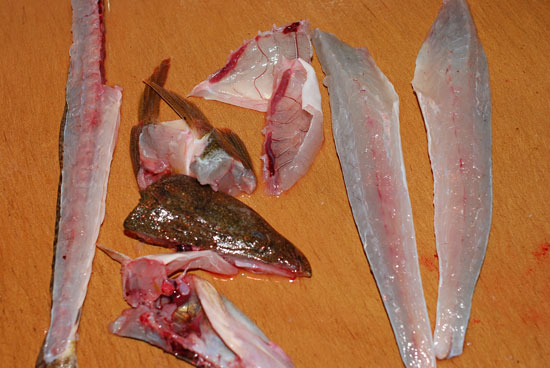 鯒 コチの捌き方 魚を捌いて大焦り 失敗は成功のもと 魚屋三代目日記 鯒 コチの捌き方 魚を捌いて大焦り 失敗は成功のもと 魚屋三代目日記