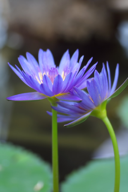 掛川花鳥園_d0029744_2204660.jpg