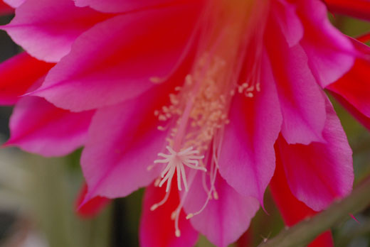 c0093046_633256.jpg