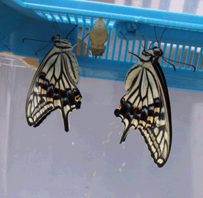 a0085647_1585235.gif