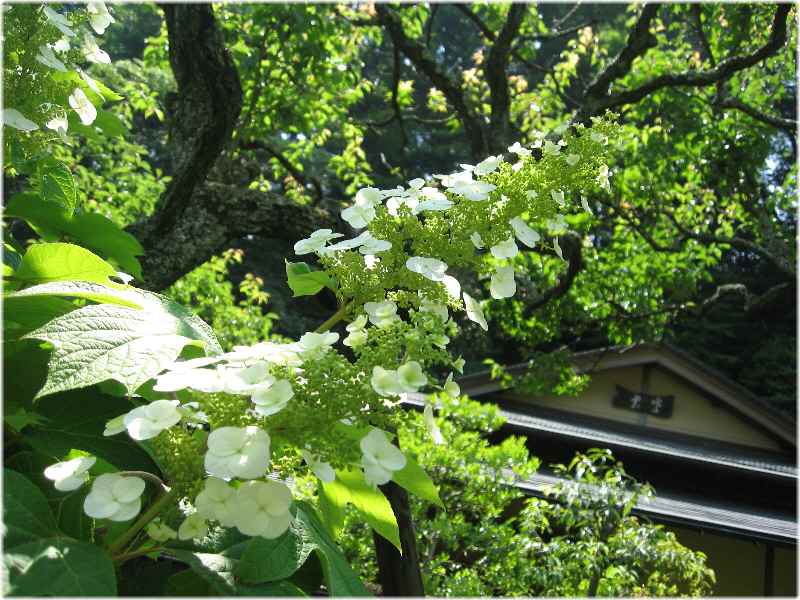 【東慶寺のカシワバアジサイ】_b0009849_18282671.jpg