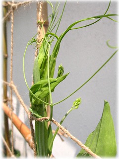 我が家の北の大地のお花です(^^♪_c0020653_23235471.jpg