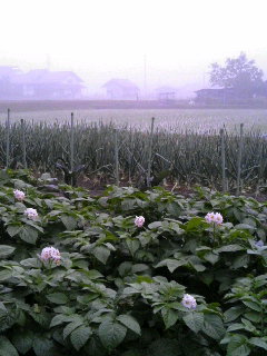 f0071456_2331552.jpg
