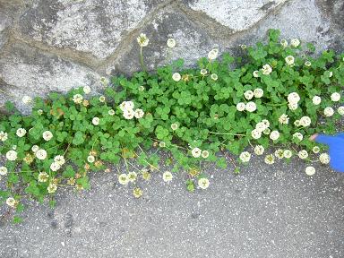 e0121790_21304891.jpg