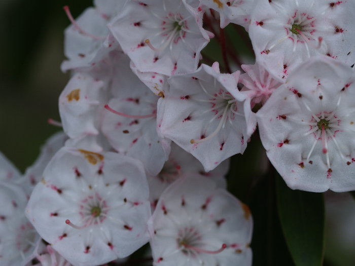 花菖蒲など。。_c0116915_23205993.jpg