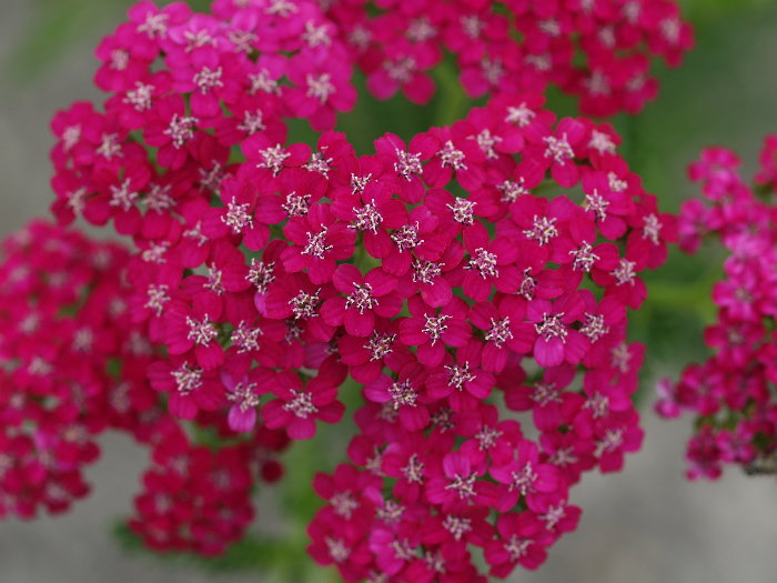 花菖蒲など。。_c0116915_23224338.jpg