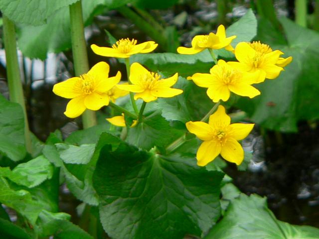 蝦夷の立金花 エゾノリュウキンカ 花の仲間調べ