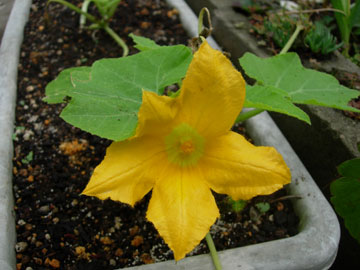 e0097534_11501451.jpg