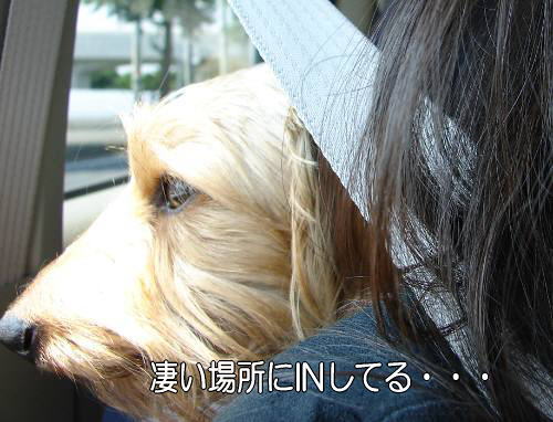 肩乗り犬_e0111338_17264538.jpg