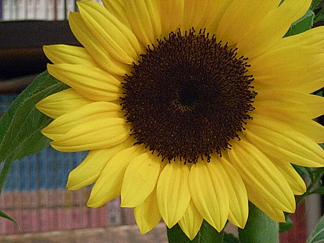 f0040342_21101037.jpg