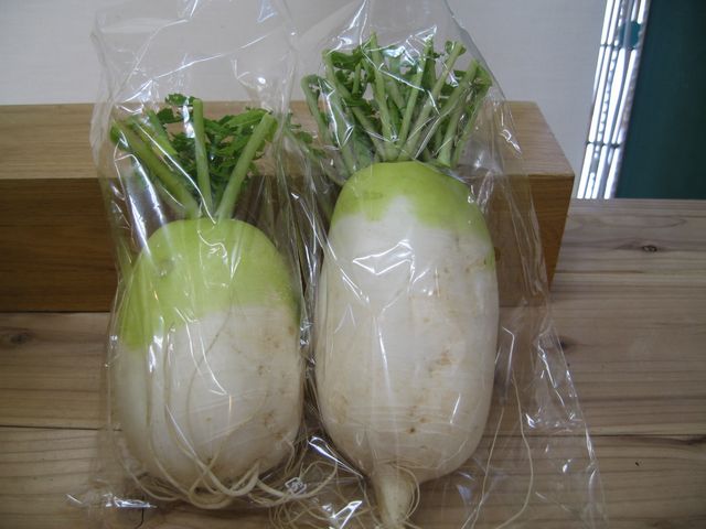 かわいい かわいいミニ大根です 農産物直売所 た から日記