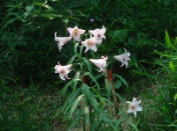 2007ササユリ便り⑪_c0108460_14581865.jpg