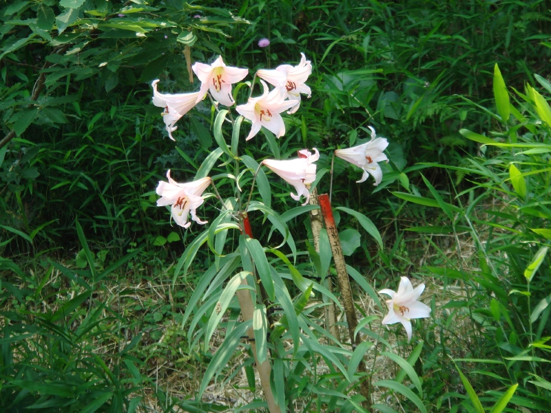 2007ササユリ便り⑪_c0108460_1503539.jpg