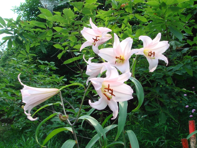 2007ササユリ便り⑪_c0108460_151145.jpg