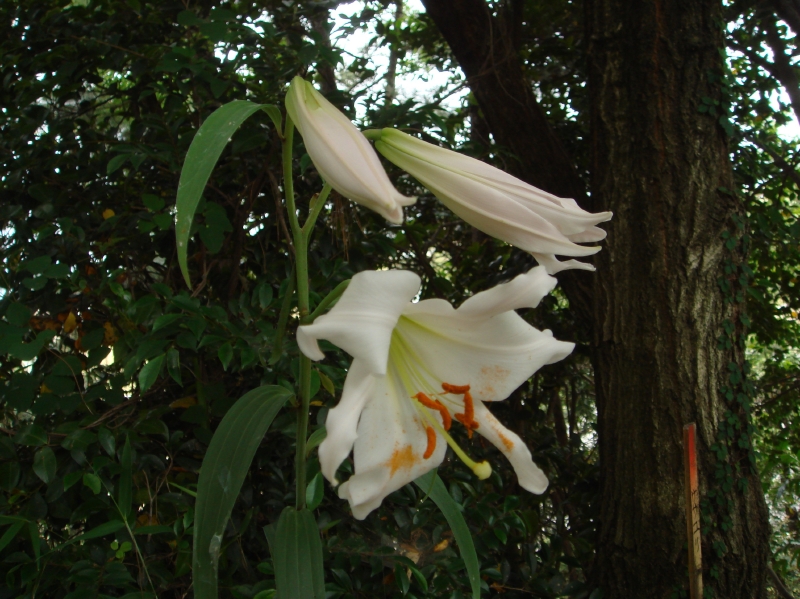 2007ササユリ便り⑪_c0108460_159647.jpg