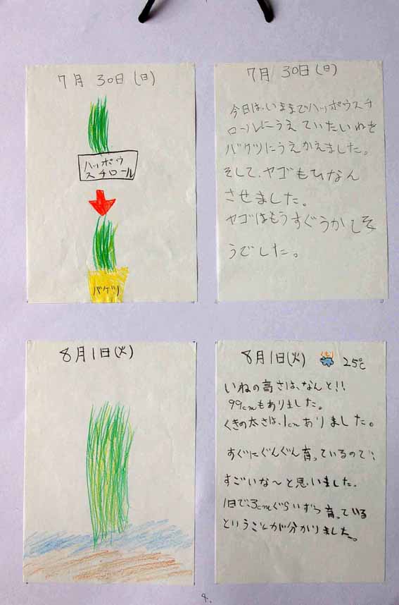 立派な 小学生 観察 日記 の 書き方 壁紙 配布