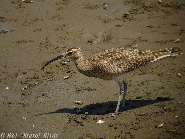 チュウシャクシギ　　Whimbrel/ Numenius phaeopus_b0069564_21451945.jpg