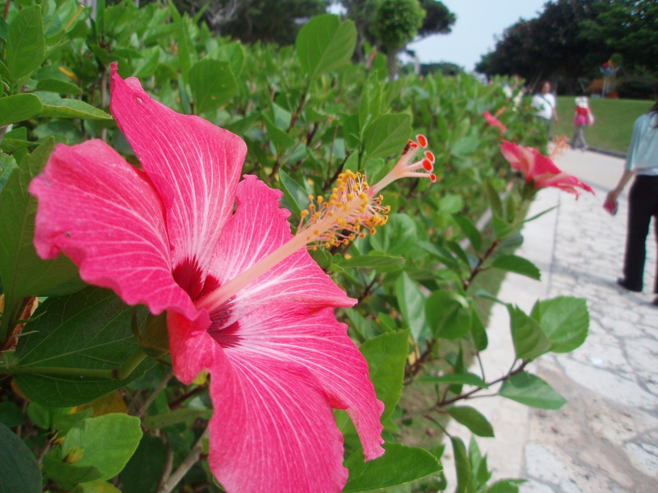 okinawa-hana_a0103569_2327292.jpg