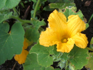 カボチャの花とバジル、ほか_c0110869_15523791.jpg