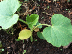 カボチャの花とバジル、ほか_c0110869_1553371.jpg