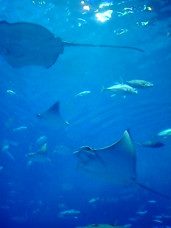 かりゆし沖縄紀行・・・その２　　美ら海水族館_c0108673_23542858.jpg