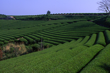 d0025894_0183436.jpg