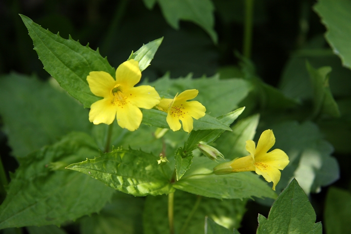 「さっぽろ野の花の会」　於：道民の森_d0033398_20545251.jpg