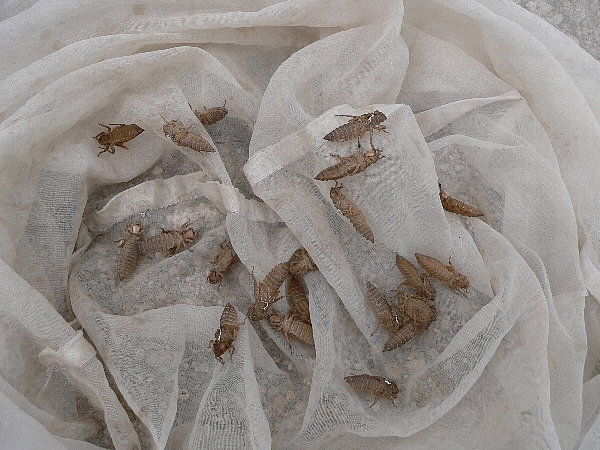 e0002314_20393511.jpg