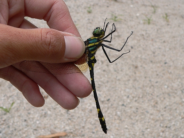 e0002314_20484334.jpg