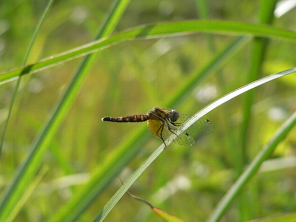 e0002314_21124816.jpg