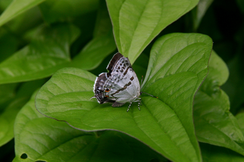 d0054625_20542759.jpg