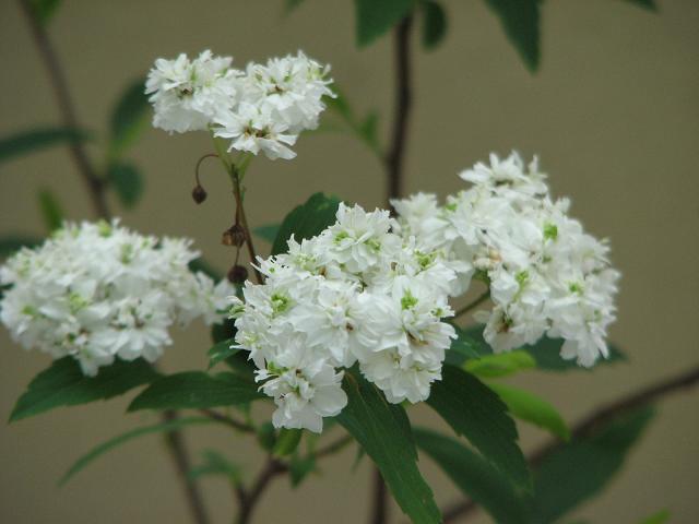 f0099535_16253399.jpg