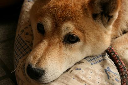 年に1度・・・?_c0049950_1756714.jpg