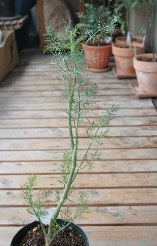 88.　ディル　Dill_c0012454_1962295.jpg