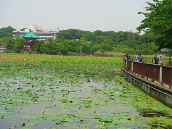 <2007年５月27日＞上野・両国風景：（和洋混在ゴッタ煮レポート）_c0119160_1849494.jpg